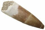 Fossil Plesiosaur (Zarafasaura) Tooth - Morocco #237471-1